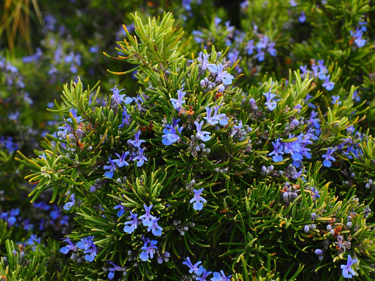 culinary herb garden list: rosemary