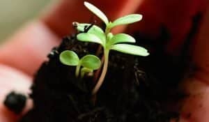 how to make soil fertile naturally