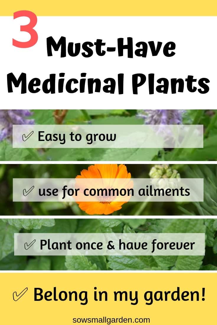 medicinal plants