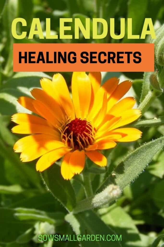 healing secrets of calendula flower