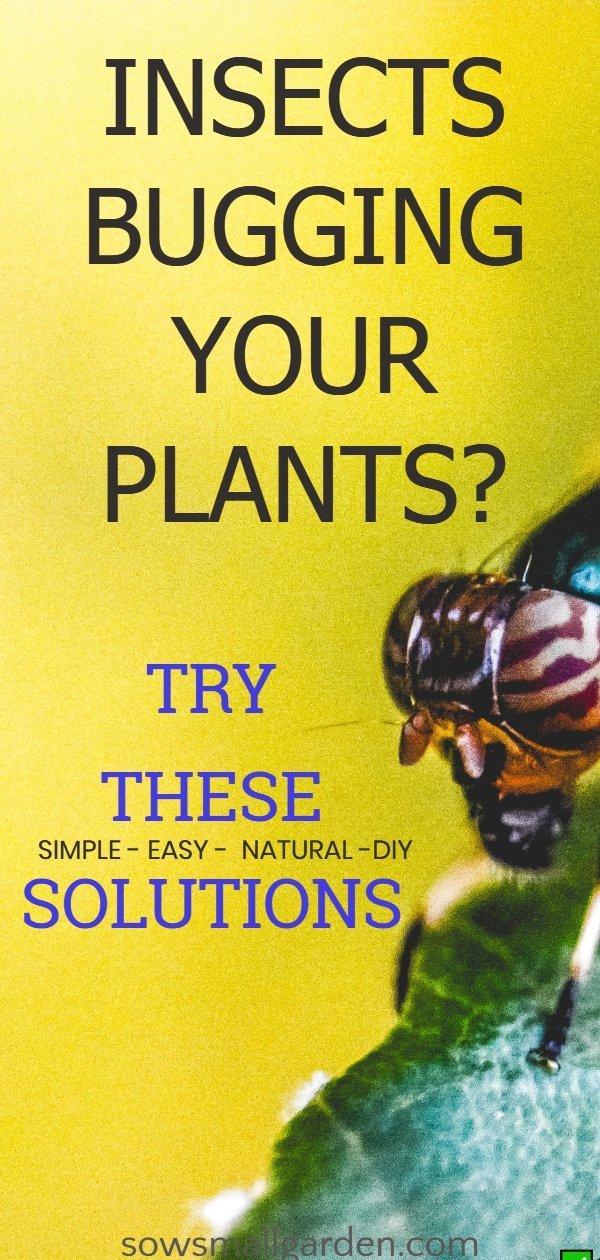 How To Keep Bugs From Eating Plants Sow Small Garden