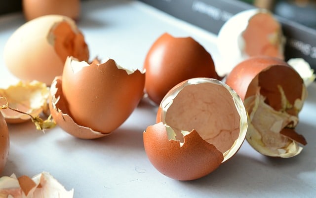 egg shells to keep bugs out of the garden