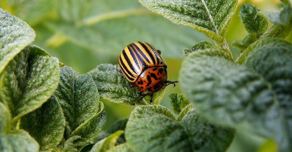 how to get rid from garden pests