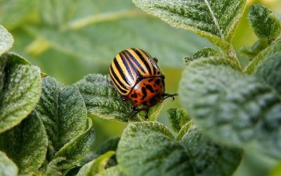 How to Keep Bugs from Eating Plants