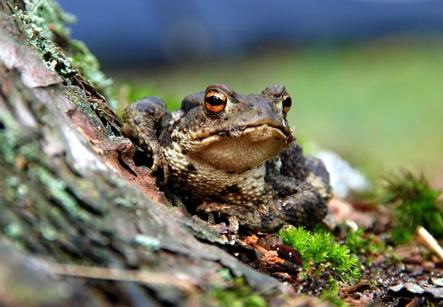 toads eat slugs in the garden
