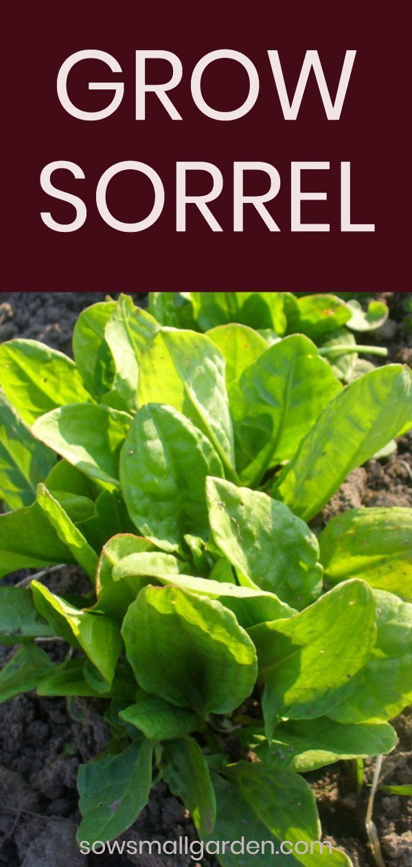 how to grow sorrel - gardening - easy plants to grow
