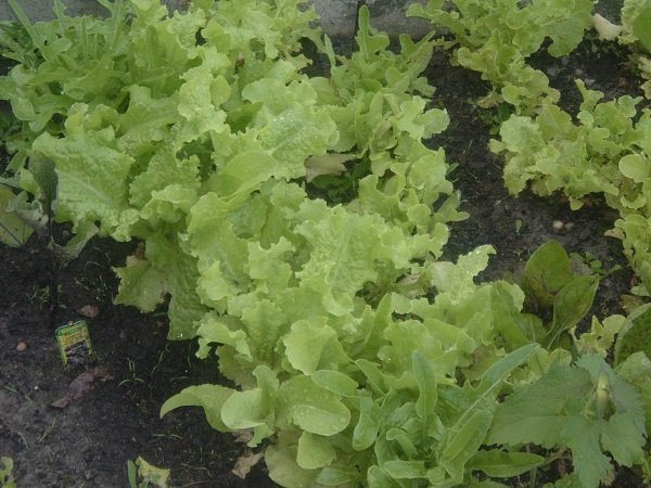 gardening benefits - fresh produce
