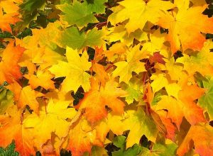6 ways to preserve leaves
