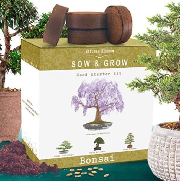 gifts for gardeners who have everything - bonsai kit - gift for gardeners