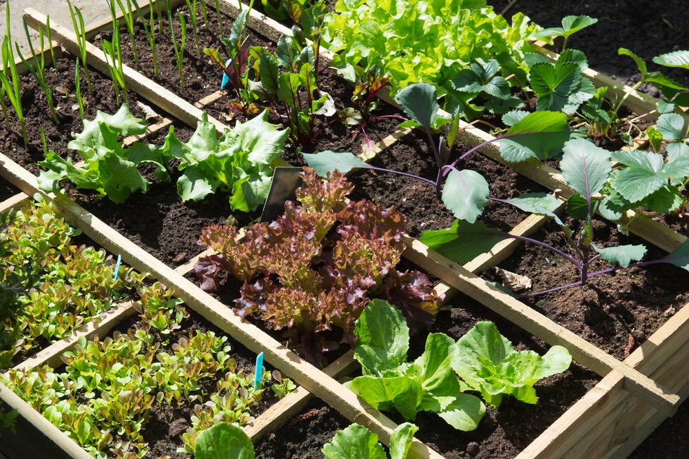 square foot garden