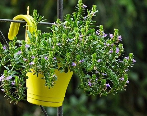 a plant growing in container