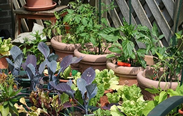 a kitchen garden