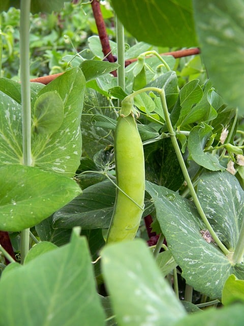 pea pod growing in the garden