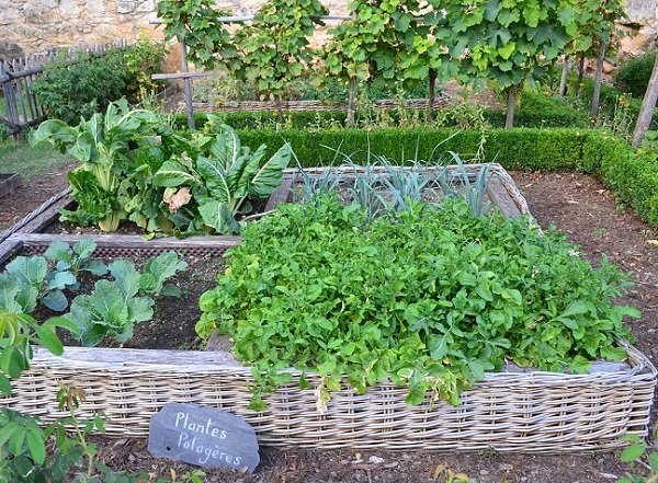 kitchen garden potager