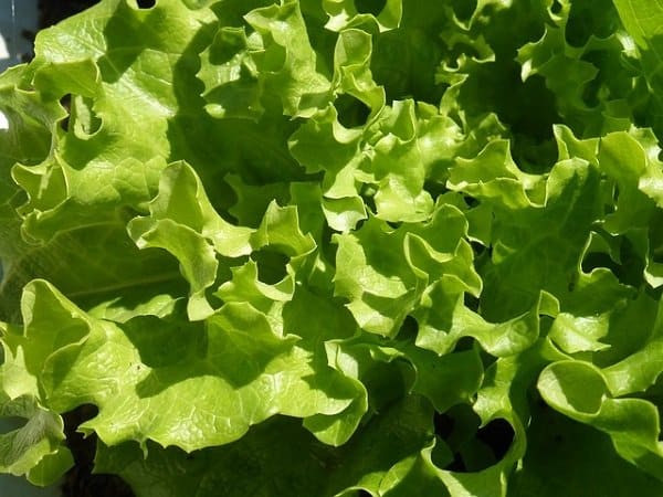 leaf lettuce