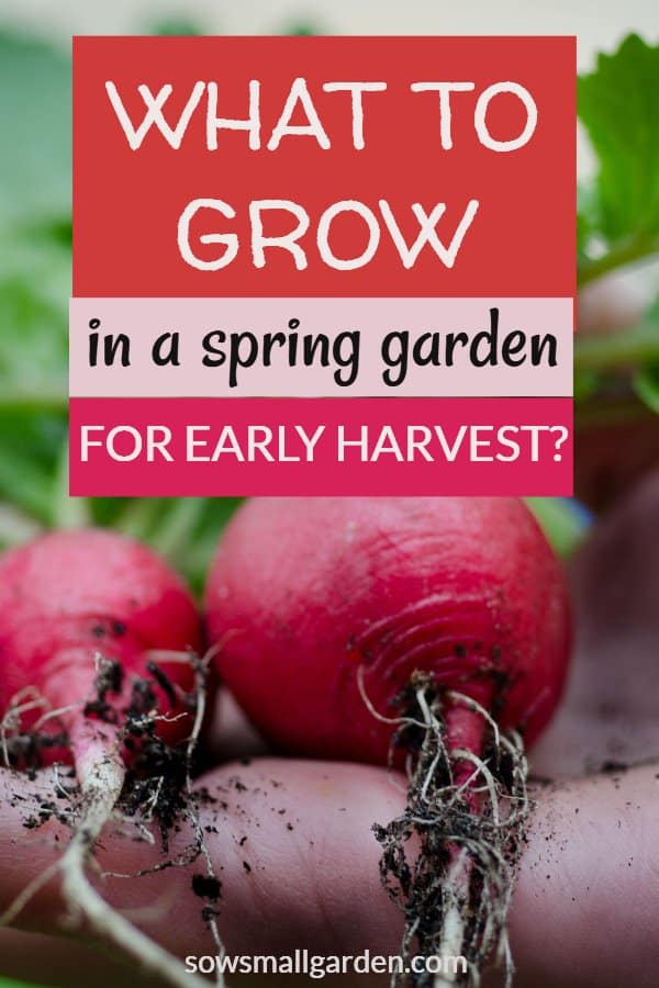 easy to grow vegetables in a spring garden