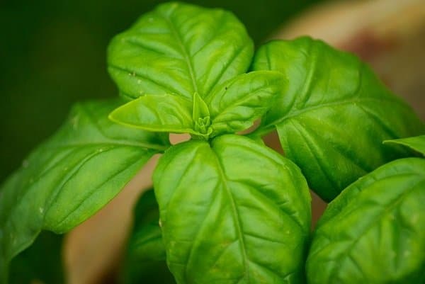 basil herb - plant for pesto