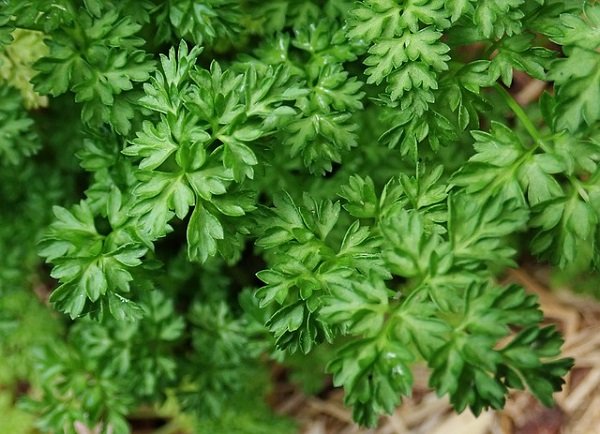 chervil - herb with anise flavor