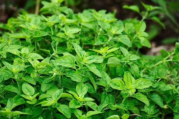 herbs: oregano