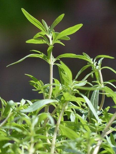 culinary herb garden list