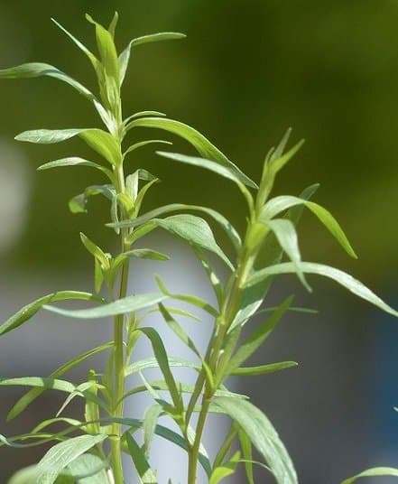 tarragon herb