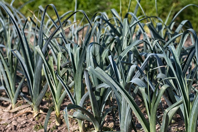 herbs for a home garden - garlic