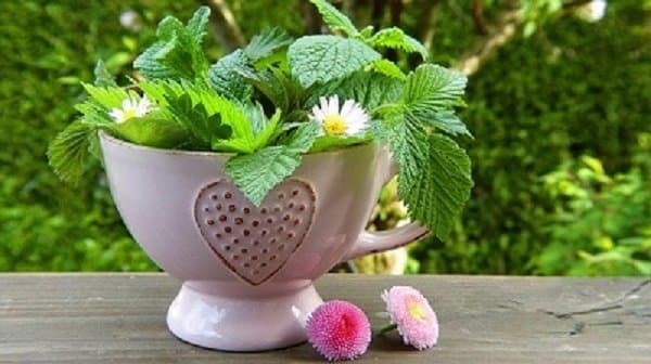 Garden Herbs List: 40 Types of Herbs to Grow in Your Garden