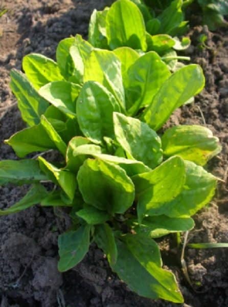 sorrel leaves