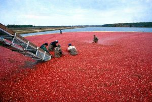 Do cranberries grow in water?