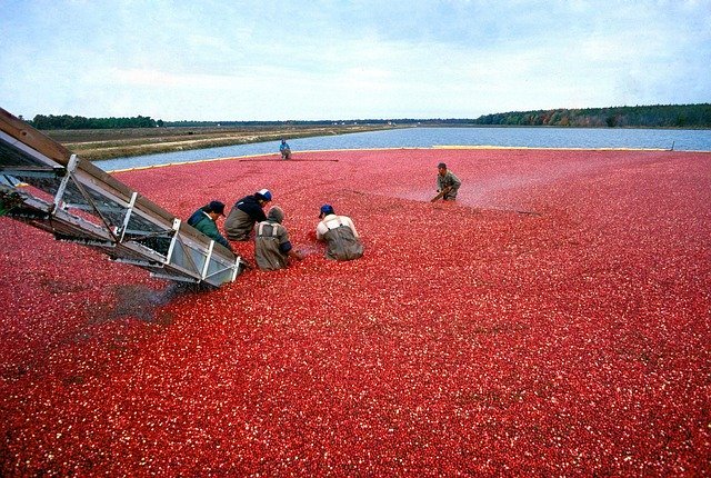 Do cranberries grow in water?