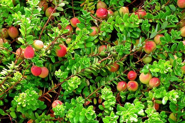 High-Yielding Cranberries British Columbia Cranberry Plant 30 Seeds