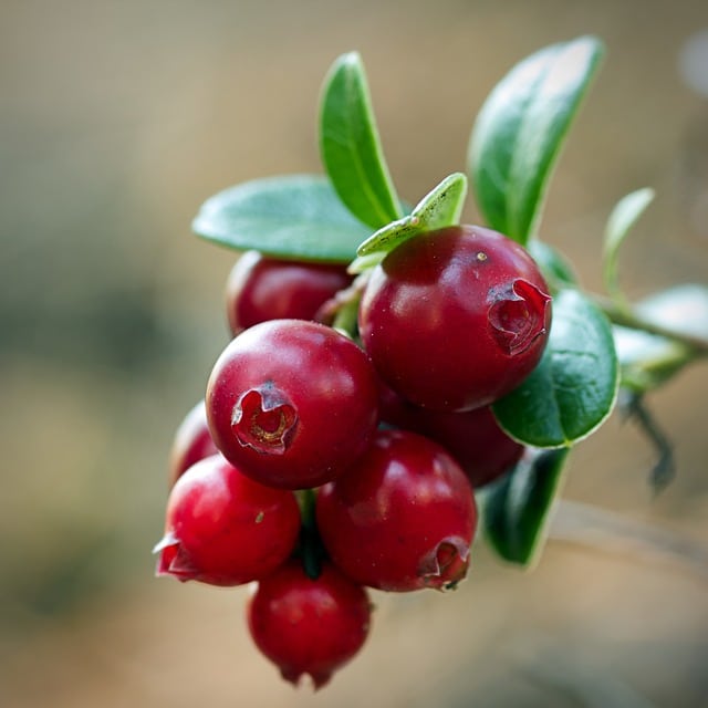 cranberry to grow at home