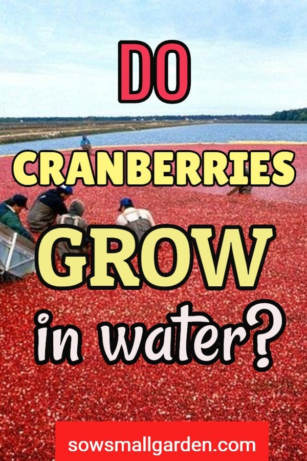 Do cranberries grow in water?