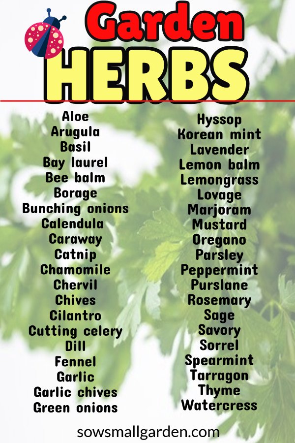 List of 40 garden herbs