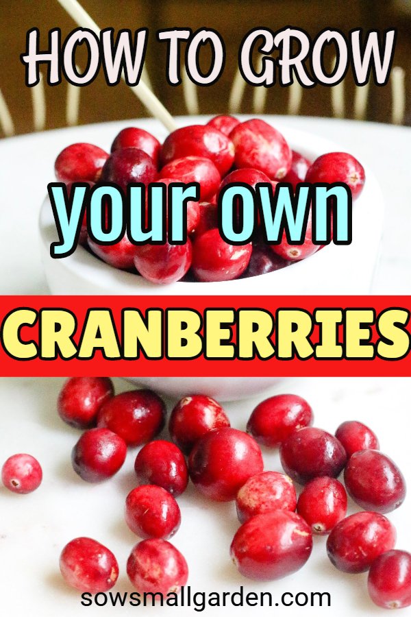 how to grow your own cranberries