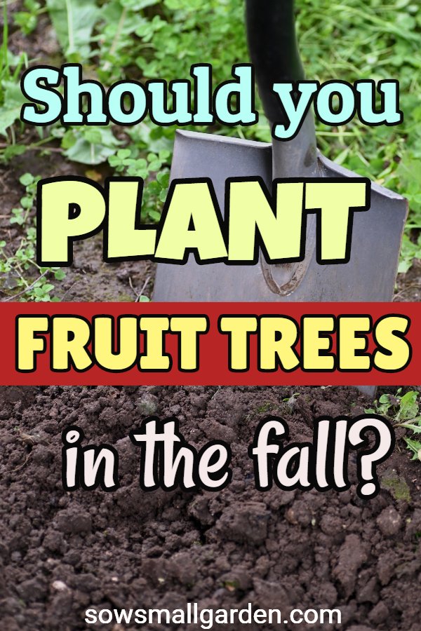 tips on planting fruit trees in the fall