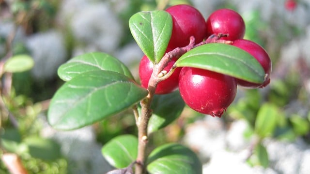 cranberry plant