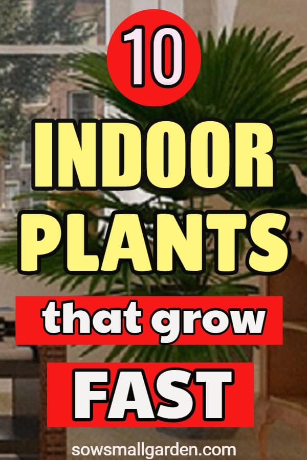 fast growing  house plants