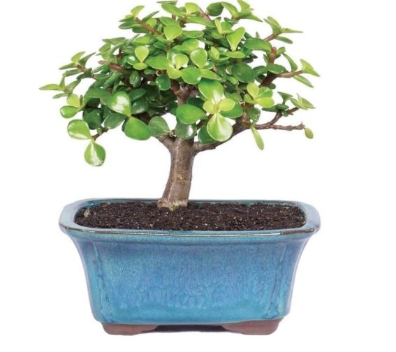 jade money plant