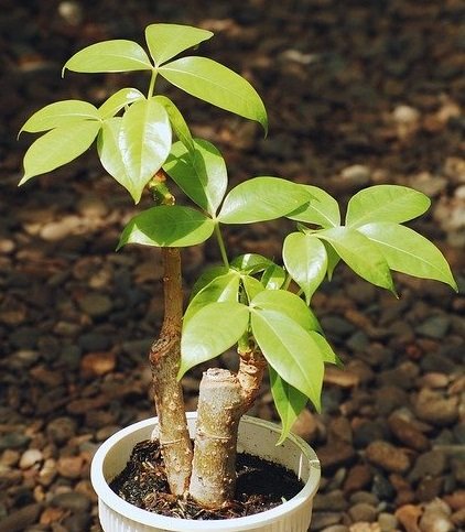 money tree plant