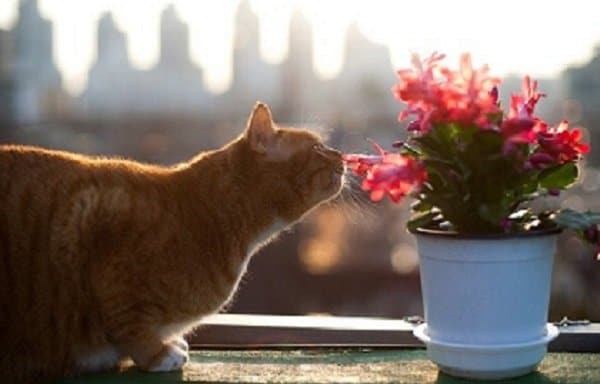 cat friendly succulents