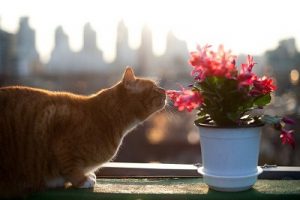 cat safe succulents