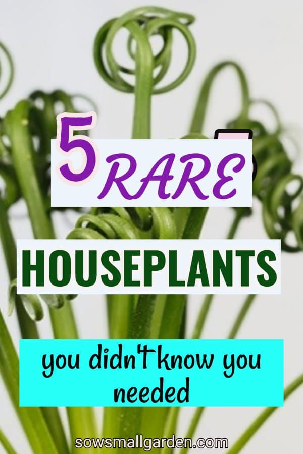 rarest houseplants you can grow at home