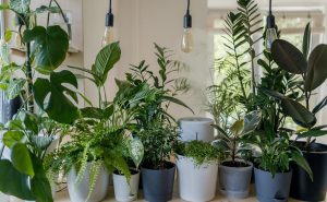 fast growing houseplants