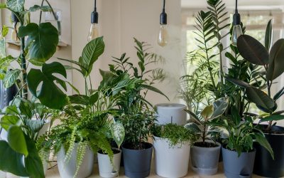 10 Indoor Plants that Grow Fast