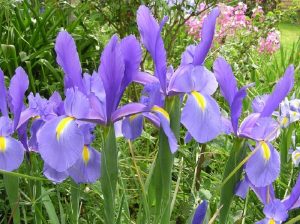 iris that grows from bulbs