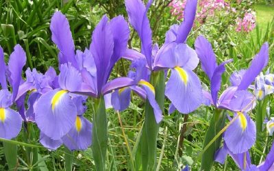 How to Plant Iris Bulbs