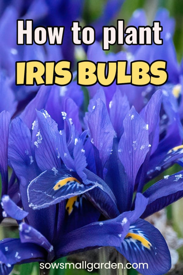 planting iris bulbs