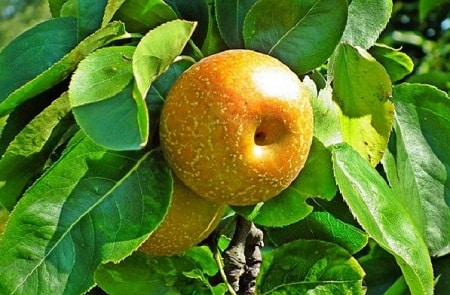 Jạpanese Pear Lịvẹ Trẹẹ from 2' Tọ 3' Tall Asian Pear Trẹẹ