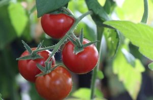 grow bags for tomatoes how to choose proper size